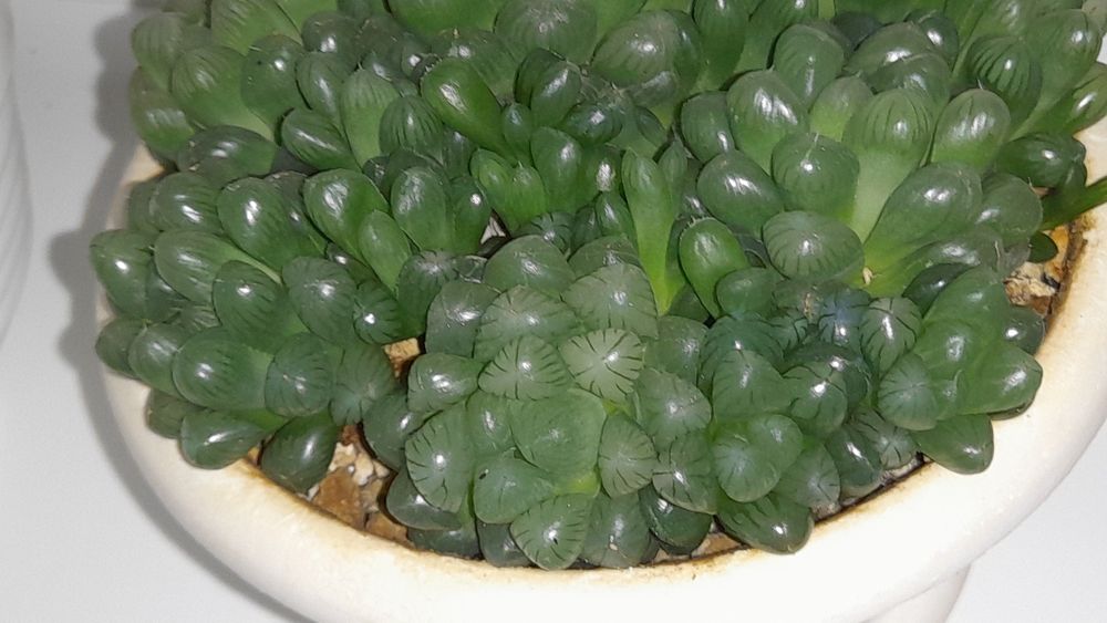 Суккуленты : Хавортия , гастерия ...