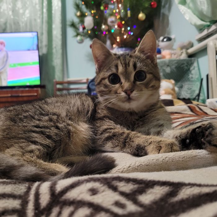 Кішка безкоштовно