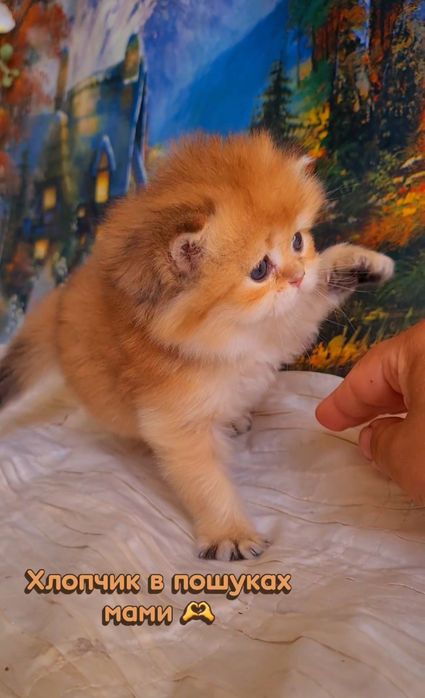 Ручные малышата. Котята золотая шиншилла.