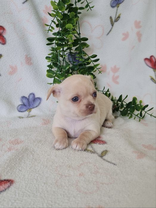 Excelente mini Chihuahua/Chiuaua de Qualidade, Linhagem Russa