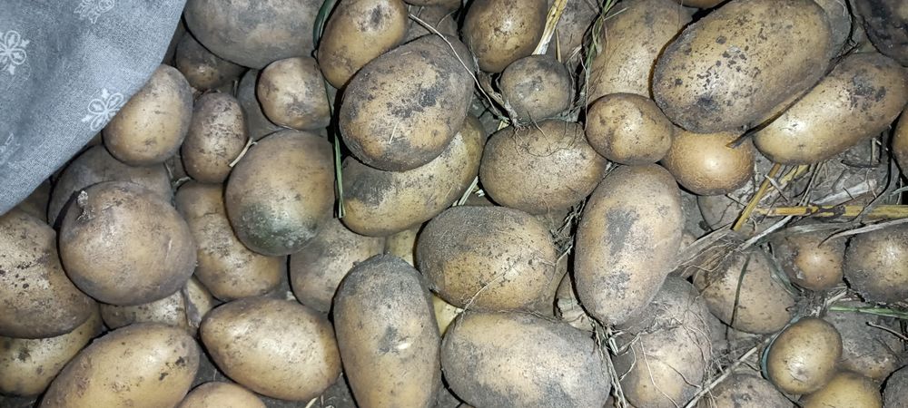 Ziemniaki 30gr drobne paszowe dla zwierząt oraz wielkość sadzeniaka