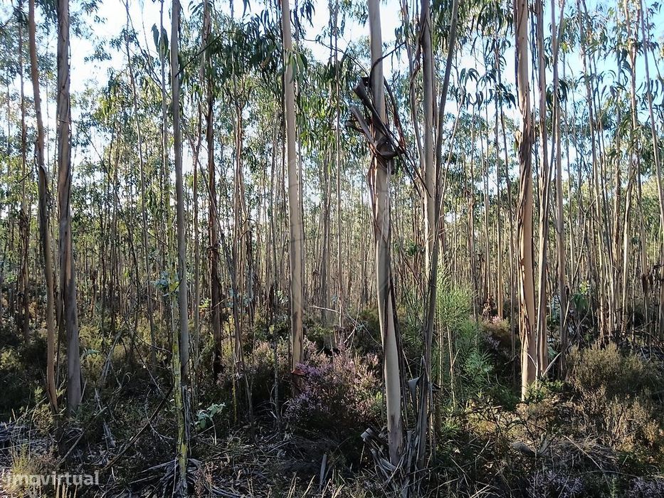Terreno  para venda