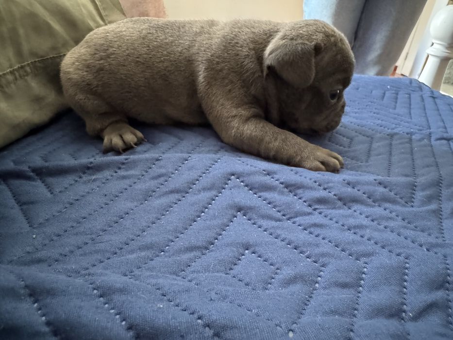 Buldogue frances