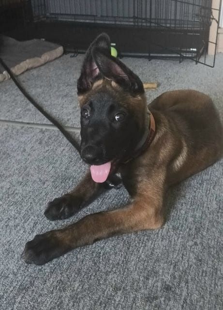 Owczarek belgijski malinois szczeniak