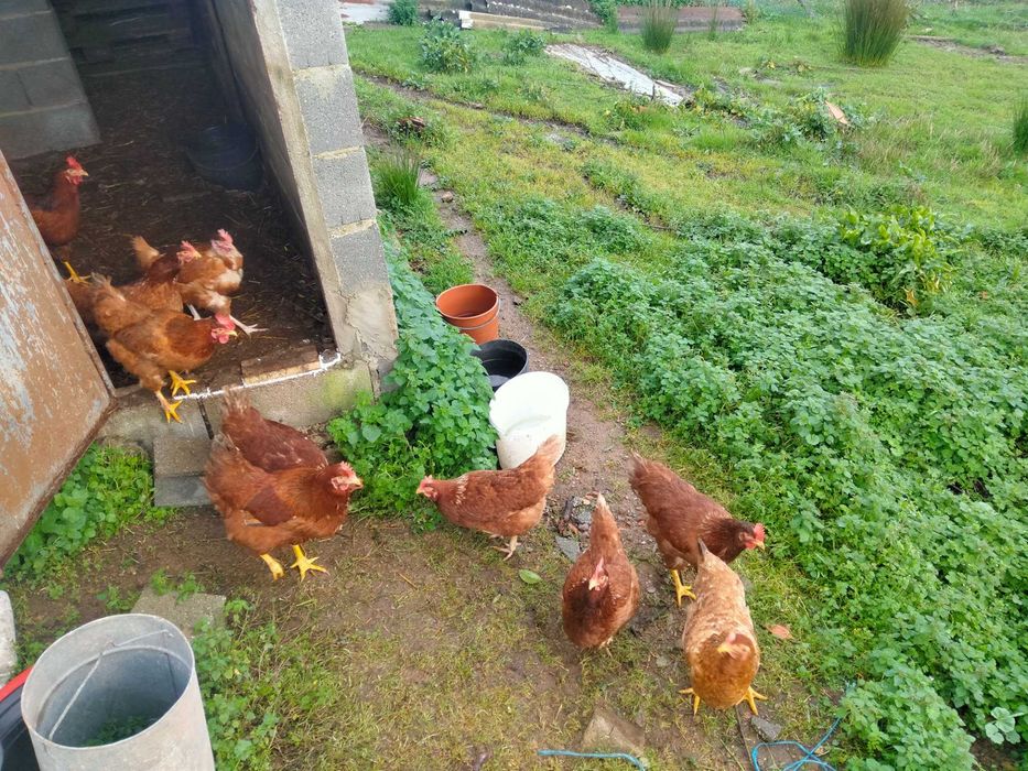 Ovos galinha do campo