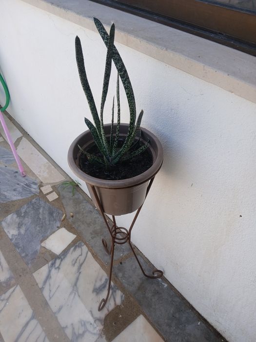 Ofereço o apoio e o vaso,na compra  Cacto muito giro.
