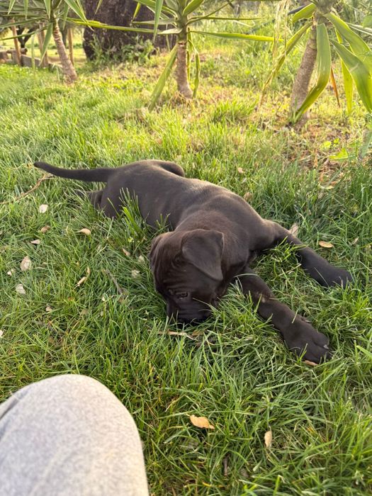 Cane Corso Italiano macho