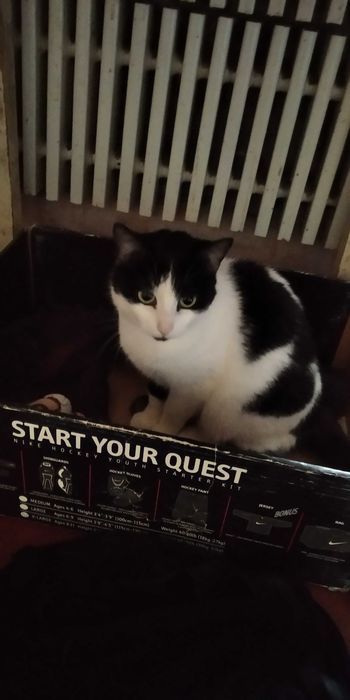 Кошечки ищут дом