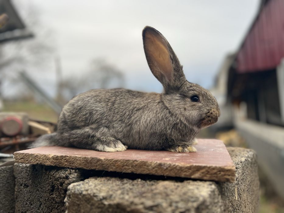 Продам кроликів Фландр