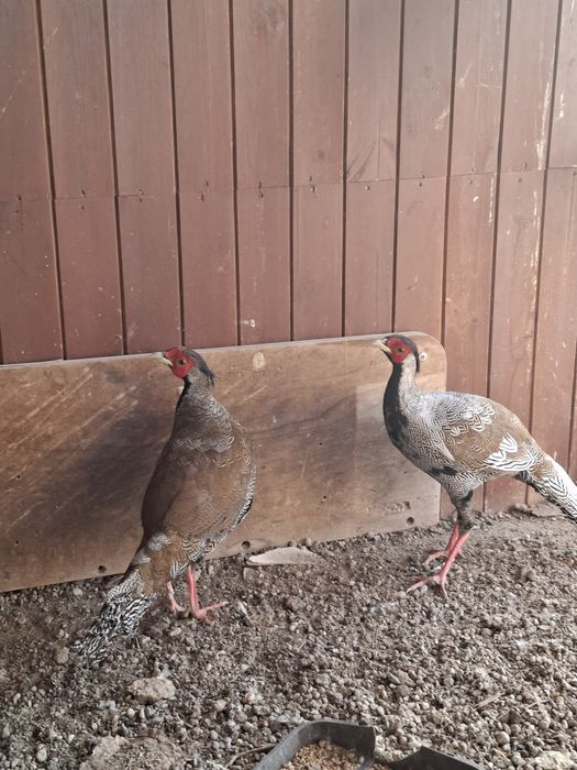 Bażanty srebrne, ptaki ozdobne, kury