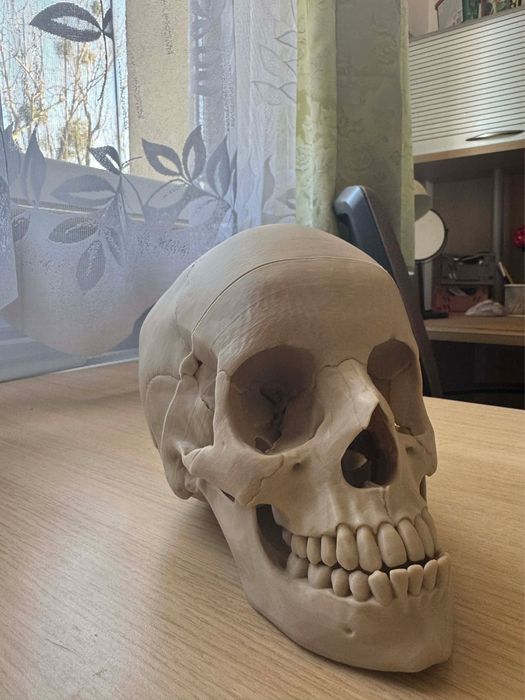 Czaszka model do nauki anatomii