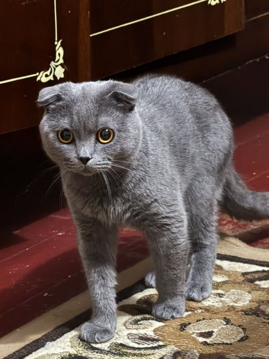 Вязка Шотландці британці котик