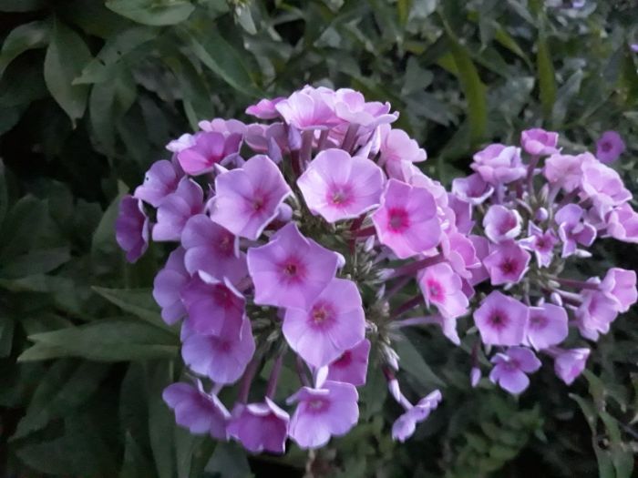 флоксы многолетник