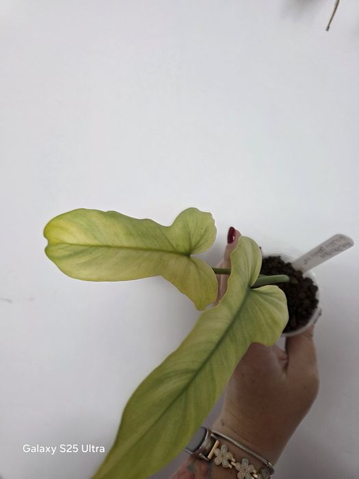 Philodendron golden dragon mint variegata