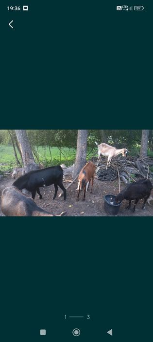 Sprzedam kozy sanejskie