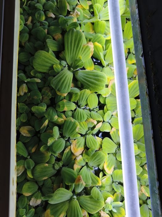 Piękna Roślina pływająca