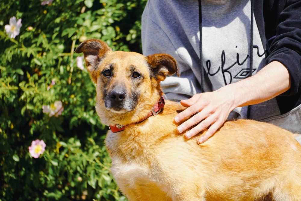 Aurora - niewielka, łagodna sunia szuka domu