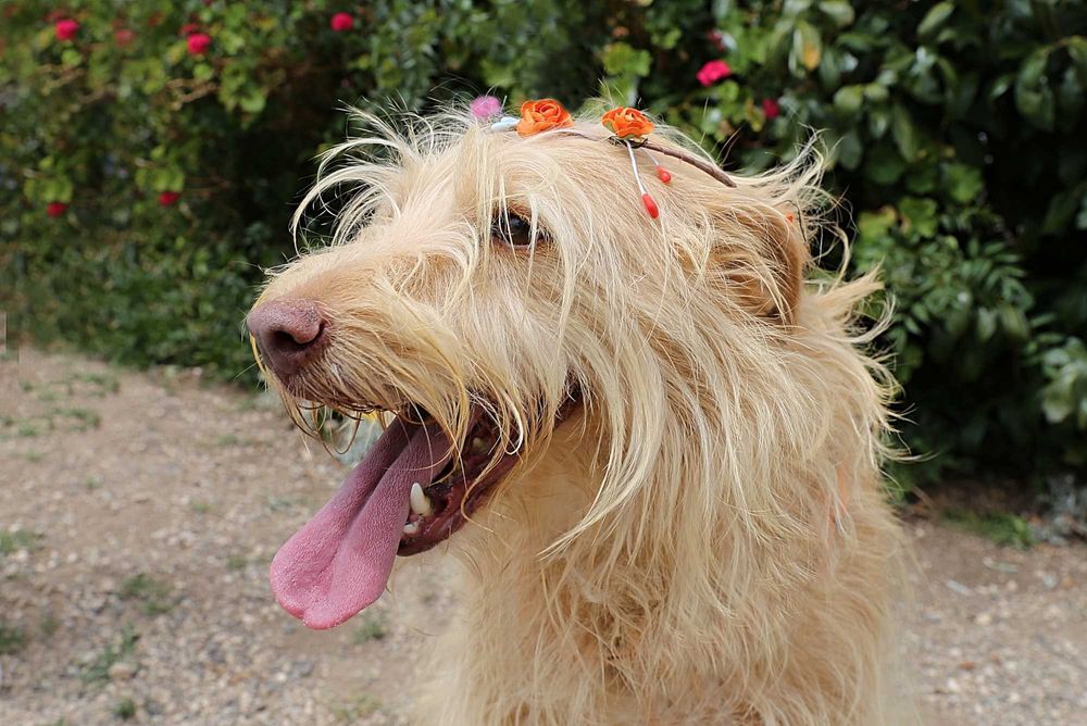 Mel - Cadela média-pequeno para adoção