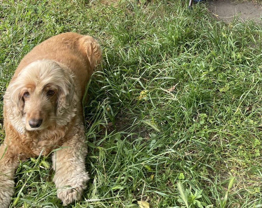 Кокер Спаніель дівчинка