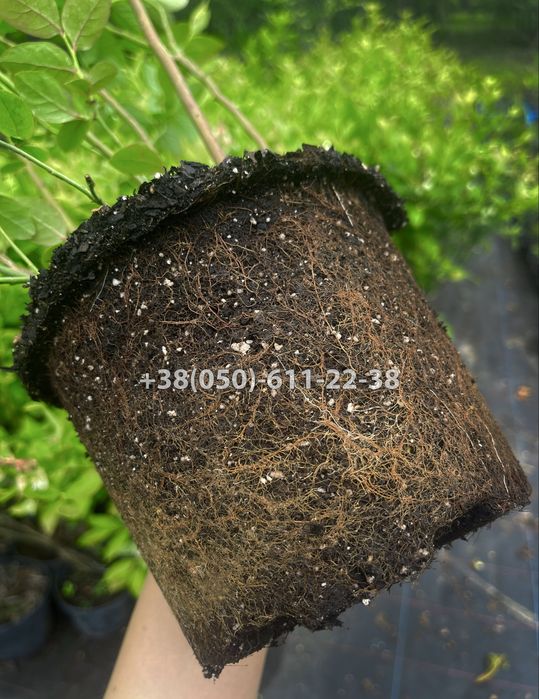 Дорослі саджанці лохини (голубіки) і інших ягідних, хвойних  ітд