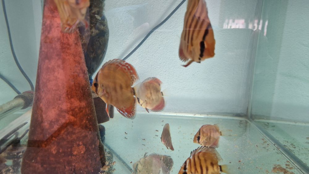 Pack 8 discus juvenis