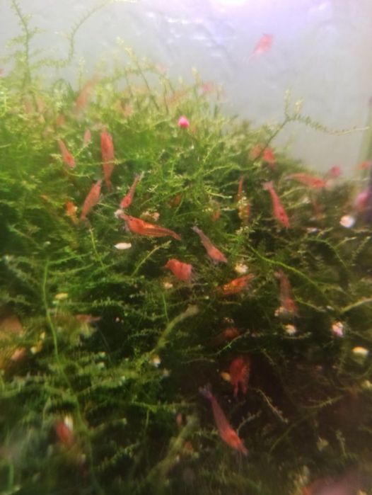 Неокардини червоні.