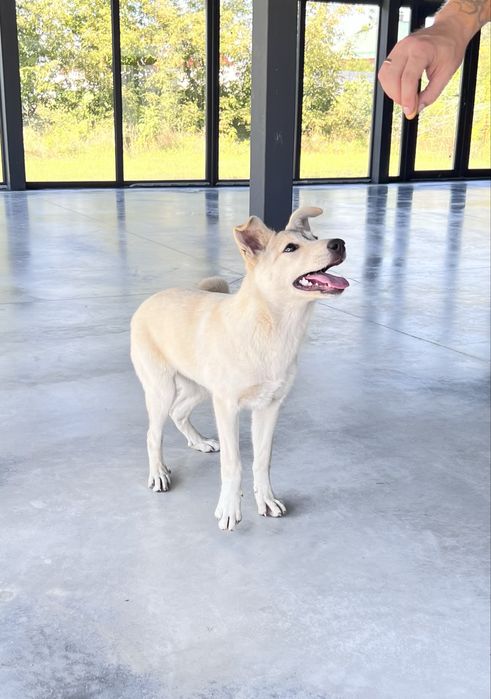 Лагідна собака в добрі руки (6 міс.)