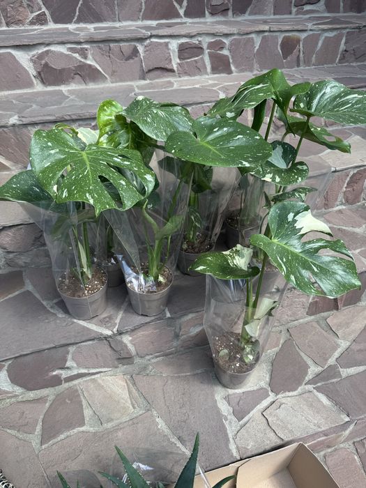 Алое стреліція монстера варієгатна кактус хавортія астрофітум вазон