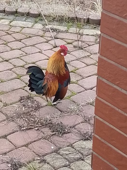 Karzełki holenderskie