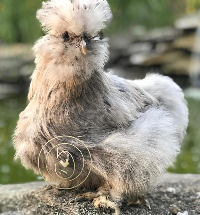 Reserva Elite: Sedosa do Japão SPLASH Genética Finca Casarejo