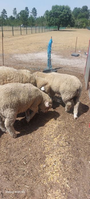 Vendo borrego îl de france