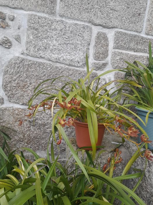 Vasos de orquídeas castanha e beje