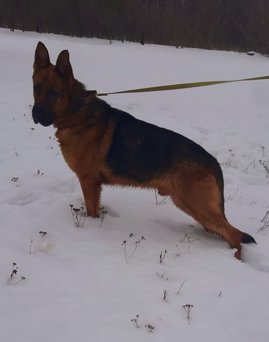 Шикарний кобель німецька вівчарка.Для В'язки