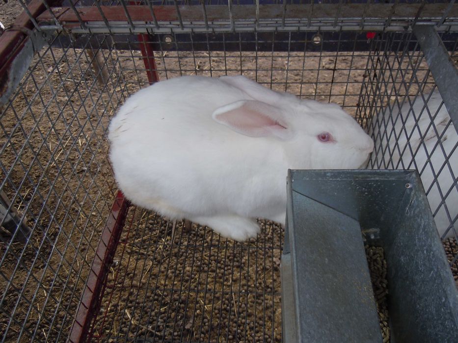 Кітні кролиці. Кролі порди - Термонська Біла .