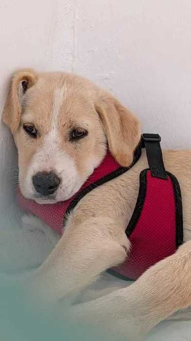 Cão para adoção responsável