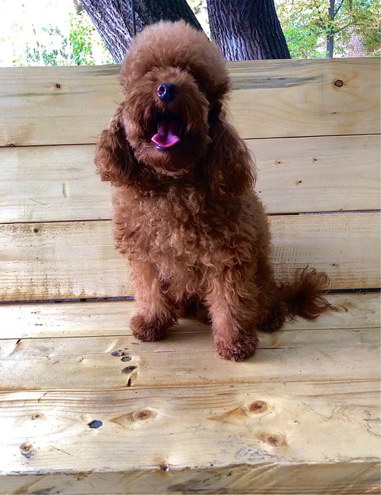 Той пудель рэдбраун готов жениться