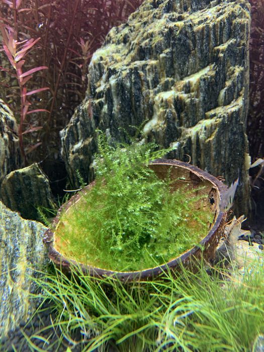 Mech jawajski jawa moss duża porcja