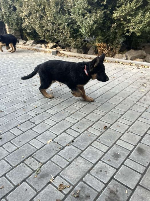 Щенята, Німецької вівчарки, дівчата