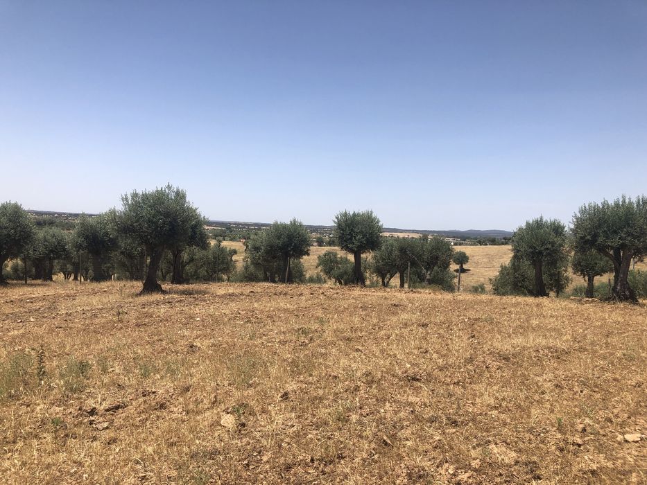 Terreno em Motrinos - Monsaraz