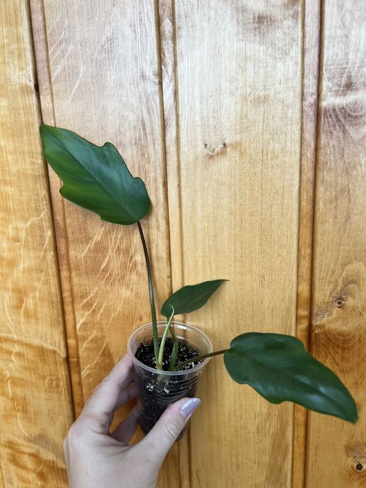 Філодендрон radiatum