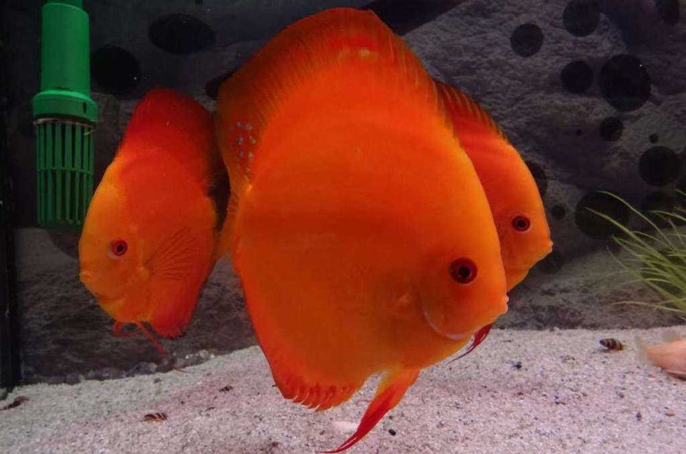 GB DYSKOWCE Paletka Solid Red | Rozmiar "S" 4-4,5cm - dowóz ryb!