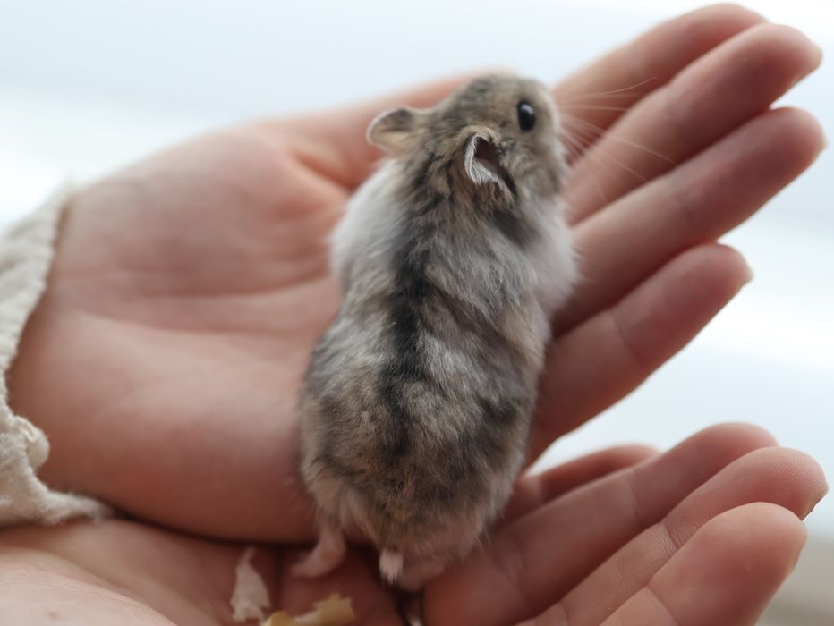 Chomik dżungarski Campbella Urodzony 15 listopada Oswojony