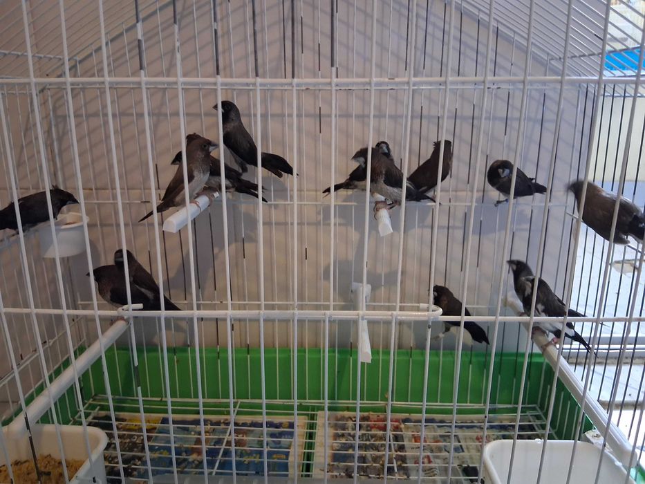 Casais de bengalins