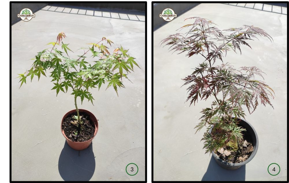 Árvores & Plantas Ornamentais