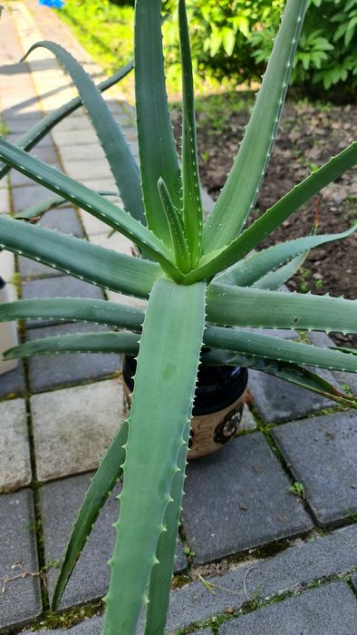 Алоє вера 5 років - лікувальна рослина, гарна, невибаглива.