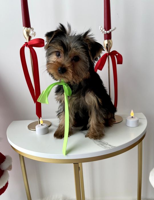 Всього 4 Чарівніх Йорків