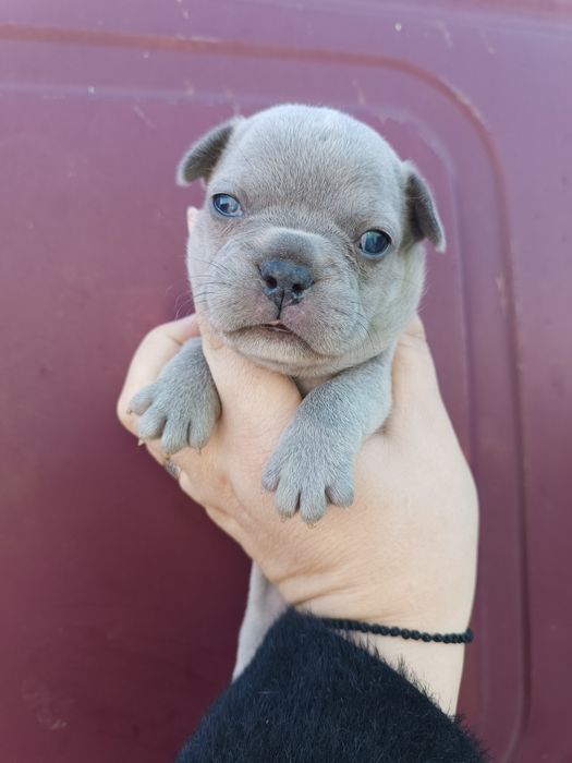 Блакитні,чорні,мармур,білі,шоколадні,різного забарвлення,на любий смак