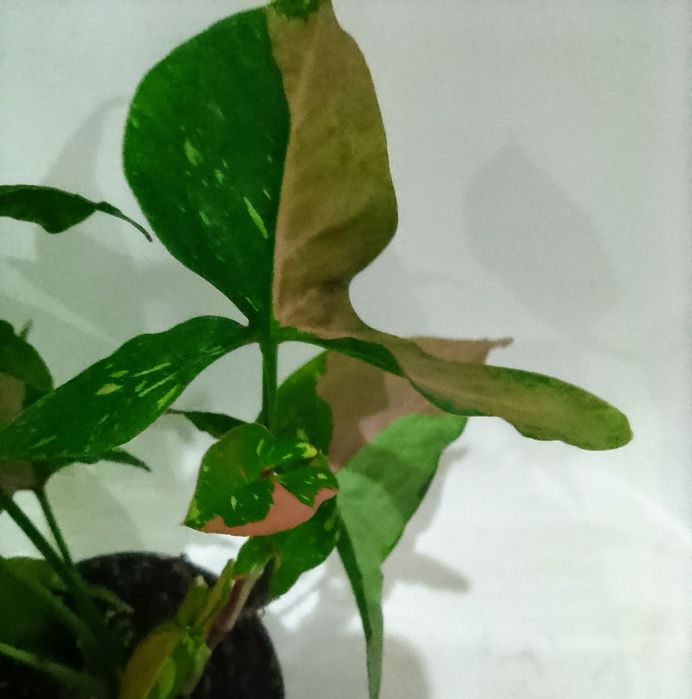 Syngonium Red spot tricolor hoya hoja hoje kerrii Bella hortensja