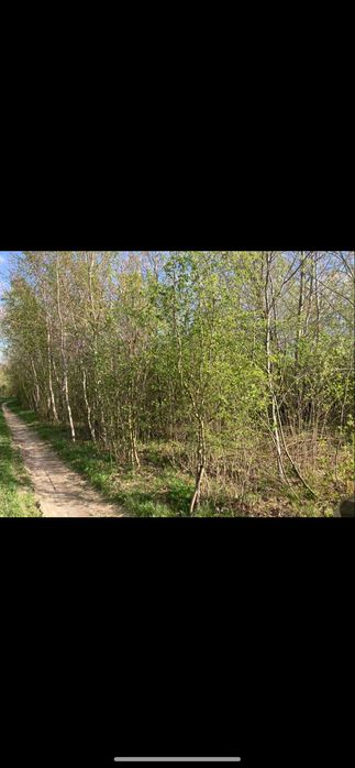 Зрізання дерев будь якої складності