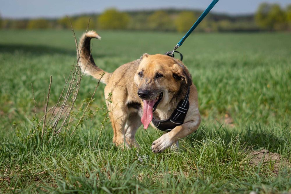 Porzucony Kaziu szuka domku